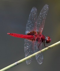 Urothemis signata insignata
