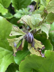 Helicinae