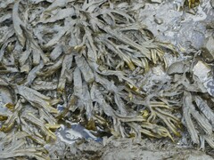 Fucus ceranoides