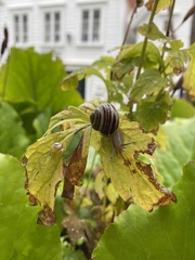 Helicinae