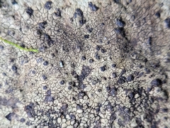 Willeya diffractella