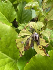 Helicinae