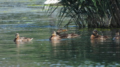 Anas platyrhynchos