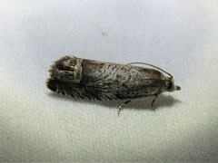 Ofatulena duodecemstriata