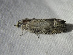 Ofatulena duodecemstriata