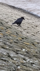 Corvus corone