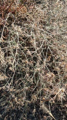 Convolvulus calvertii