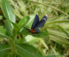 Melanchroia chephise
