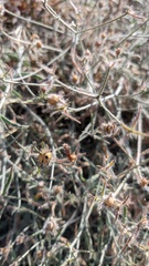 Convolvulus calvertii