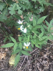 Solanum jamesii