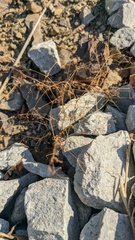 Galium tenuissimum