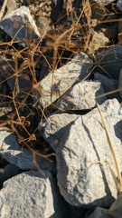 Galium tenuissimum