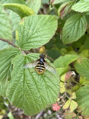 Sericomyia