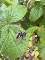 Sericomyia