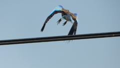 Coracias garrulus