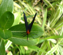 Melanchroia chephise