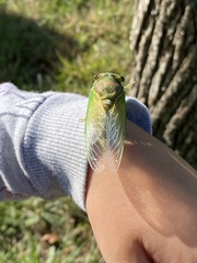 Megatibicen pronotalis