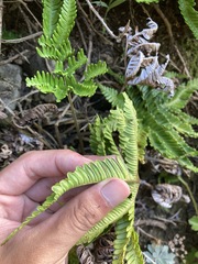 Pteris minor
