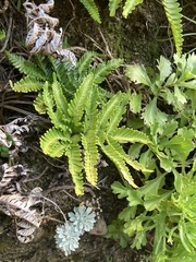 Pteris minor