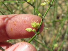 Eriogonum deserticola