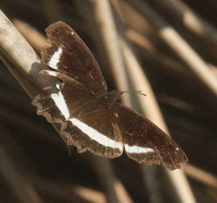 Eurytela hiarbas angustata