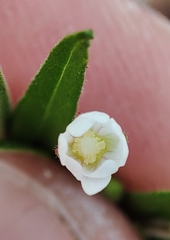 Epilobium pseudorubescens