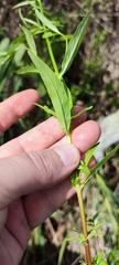 Epilobium pseudorubescens