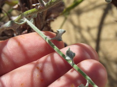 Eriogonum deserticola