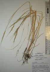 Aegilops cylindrica