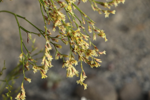Limonium wrightii iNat (3)