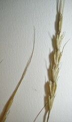 Aegilops cylindrica