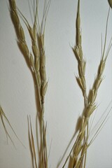 Aegilops cylindrica