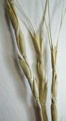 Aegilops cylindrica
