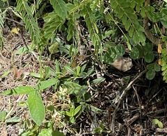 Polistes crinitus