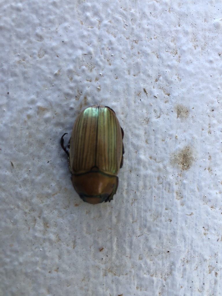 Precious Metal Scarabs from Santa Cruz, Province de Guanacaste, CR on ...