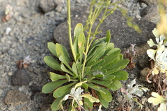 Limonium wrightii