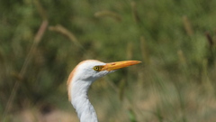 Bubulcus ibis