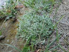 Antennaria rosea pulvinata