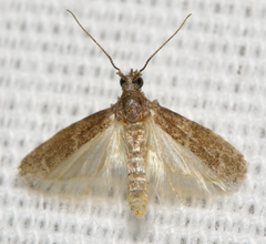 Elophila tinealis