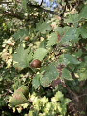 Crataegus