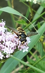 Sericomyia