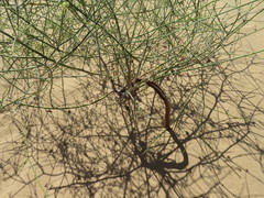 Eriogonum deserticola