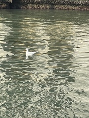 Chroicocephalus ridibundus