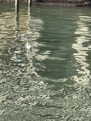 Chroicocephalus ridibundus