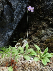 Primula laurentiana