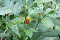 Capsicum frutescens