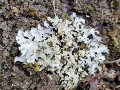 Phaeophyscia hispidula