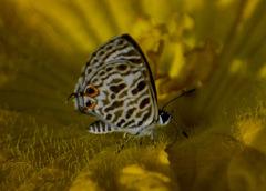 Leptotes plinius