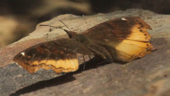 Eurytela dryope