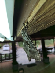 Phassus zapalinamensis